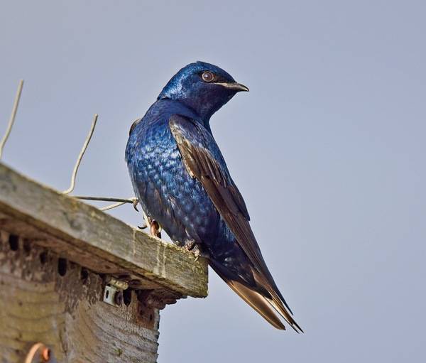 Purple Martin 01 by VJAnderson is licensed under CC BY-SA 4.0.